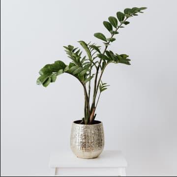 Live Plants